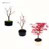 Bonsai - Bonsai baum Japanischer Fächerahorn - Acer (Ahorn) Produktbild-Vorschau 5