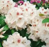 Rhododendron Hybr. 'Schneebukett', weiß, 30–40 cm Produktbild-Vorschau 10
