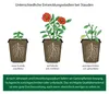 Illustration showing different growth stages of perennial plants in pots. Produktbild-Vorschau