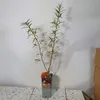 Rokitnik Aromatnaja żeński 2L Podgląd zdjęcia produktu 2