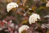 Physocarpus opulifolius 'Diabolo' -R-, Blasenspiere, Produktbild-Vorschau 8