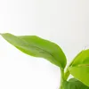 Bloomique - Lot de 3 - Musa Basjoo - Bananier du Japon - Voir les images du produit 4