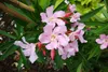 SAFLAX - Garden in the Bag - Oleander - 50 Samen - Mit Produktbild-Vorschau 6