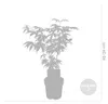 4er-Mix Acer Palmatum, Japanischer Ahorn, 20-30 cm, Topf Produktbild-Vorschau 3