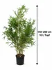 Fargesia robusta 'Campbell' 140–200 cm – Zimozielona Podgląd zdjęcia produktu 5