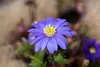 Anemone blanda 'Blue Shades', Balkan-Windröschen, blau, ca. Produktbild-Vorschau 3