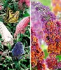 BALDUR Garten 2er Sommerflieder-Sortiment, Pflanzen im Produktbild-Vorschau 1