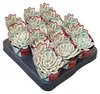 Echeveria « Moon Fairy » panachée - Echeveria rare - Pièce Voir les images du produit 3