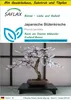 SAFLAX Anzucht Set - Japanische Blütenkirsche - Prunus Produktbild-Vorschau 1