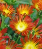 BALDUR Garten 3x Winterharte Eisblume Fire Wonder, Pflanzen Produktbild-Vorschau 1