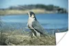 MuchoWow® Poster Wanderfalke - Wasser - Raubvogel 180x120 Produktbild-Vorschau 1