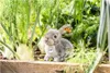 Steiff Hase Dormili 21 cm sitzend grau Plüschhase 067488 Produktbild-Vorschau 3