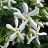 Close-up of white jasmine flowers with green leaves and buds. Anteprima dell’immagine prodotto