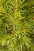 Picea glauca 'Conica', Zuckerhutfichte, kompakt, 20–30 cm Produktbild-Vorschau 5