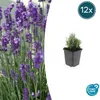 Lavandula angustifolia 'Dwarf Blue' | 12 stuks - 10-25cm - Anteprima dell’immagine prodotto 1