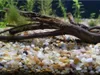 Ghiaia Acquario per Piante, Substrato Quarzo Giallo Ambra Anteprima dell’immagine prodotto 4