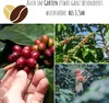 GROW2GO Dein eigener Zwergkaffee Strauch zum selber Produktbild-Vorschau 7