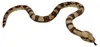 Coppenrath Verlag Boa constrictor Produktbild-Vorschau 5