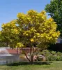 Catalpa bignonioides, Trompetenbaum, 40–60 cm, ca. 12 cm Produktbild-Vorschau 3