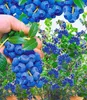 A hand holding a bunch of blueberries, with blueberry bushes in the background. Produktbild-Vorschau