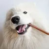 Close-up of a white dog chewing on a brown stick. Podgląd zdjęcia produktu