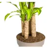 Dracaena Fragrans Massangeana - 170-190cm - Ø30cm - Produktbild-Vorschau 2