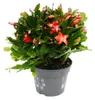 Großer Weihnachtskaktus - Schlumbergera - XXL - 17cm Topf - Produktbild-Vorschau 1