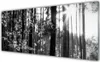 Glasbilder 125x50 Wandbild Druck auf Glas Wald Natur Produktbild-Vorschau 1