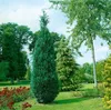 Chamaecyparis lawsoniana 'Alumii', Blaue Scheinzypresse, Produktbild-Vorschau 4