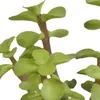 Mix di piante grasse e cactus: 15 piante Ø 5,5 cm in vaso Anteprima dell’immagine prodotto 7
