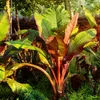 GreenboutiQ - Obstpflanze - Bananenpflanze - Ensete Produktbild-Vorschau 5