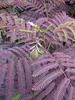 Albizia julibrissin Summer Chocolate - Seidenakazie - Produktbild-Vorschau 2
