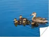 MuchoWow® Poster Ente - Wasser - Vogel - Braun 160x120 cm - Produktbild-Vorschau 1