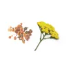 Mélange d'huiles essentielles dōTERRA Balance™ Grounding, 5 Voir les images du produit 1