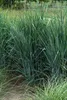 Stauden Gänge 1 x Panicum virgatum 'Blue Fountain' im 1 Produktbild-Vorschau 2