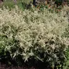 6 x Weißblühender China Beifuß - Artemisia lactiflora  | Produktbild-Vorschau 2
