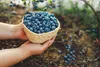 Erde für Heidelbeeren und Preiselbeeren 50l - Biovita sauer Produktbild-Vorschau 7