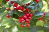 Stechpalme Alaska 10-15 cm, im Topf - Ilex aquifolium, Produktbild-Vorschau 1