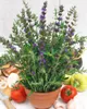 Hyssopus officinalis, Echter Ysop, aromatisch, ca. 9x9 cm Produktbild-Vorschau 1