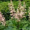 6 x Fiederblättriges Schaublatt - Rodgersia pinnata  | Topf Produktbild-Vorschau 2
