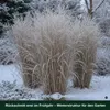 Stauden Gänge 5 x Panicum virgatum 'Northwind' im 1 Liter Produktbild-Vorschau 6