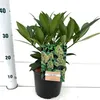 Skimmia confusa 'Kew Green' – skimmie | 25–30 cm v Náhled obrázku produktu 3