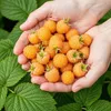 GreenboutiQ - Obstpflanzen - Himbeere - Rubus idaeus Produktbild-Vorschau 5