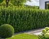 Ligustrum ovalifolium 30–50 cm – Ovalblättriger Liguster, Produktbild-Vorschau 1