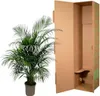 Goldfruchtpalme – Dypsis Lutescens – Areca-Palme – Produktbild-Vorschau 5