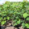 Haselnuss 'Nottinghams Fruchtbare' Produktbild-Vorschau 3
