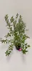 Vaccinium corymbosum 'Pink Lemonade' baie rose bleue - Voir les images du produit 2