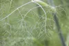 Foeniculum vulgare, Fenchel, aromatisch, ca. 9x9 cm Topf Produktbild-Vorschau 4