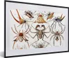 MuchoWow® Gerahmtes Poster Retro - Spinne - Ernst Haeckel - Produktbild-Vorschau 1