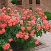 Růže  – Popínavá růže Kordes – Rosa 'Westerland' Náhled obrázku produktu 2